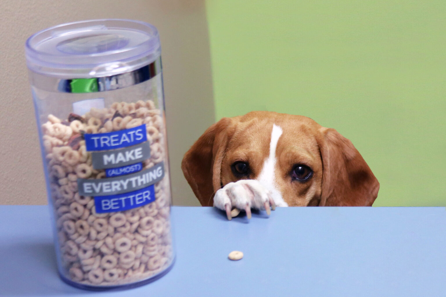 Veterinarian in Marshfield, WI - Wildwood Animal Hospital